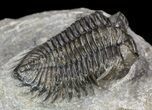 Bargain, Coltraneia - Bug Eyed Trilobite #53546-2